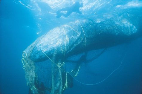 This whale is entangled in many nets left in the ocean by various fishermen. 