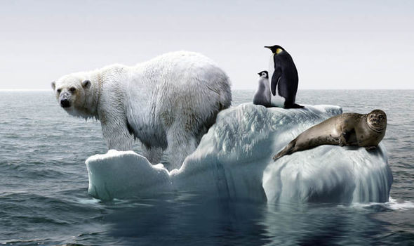 A polar bear, two penguins, and a seal rest on what little ice remains in the Arctic.