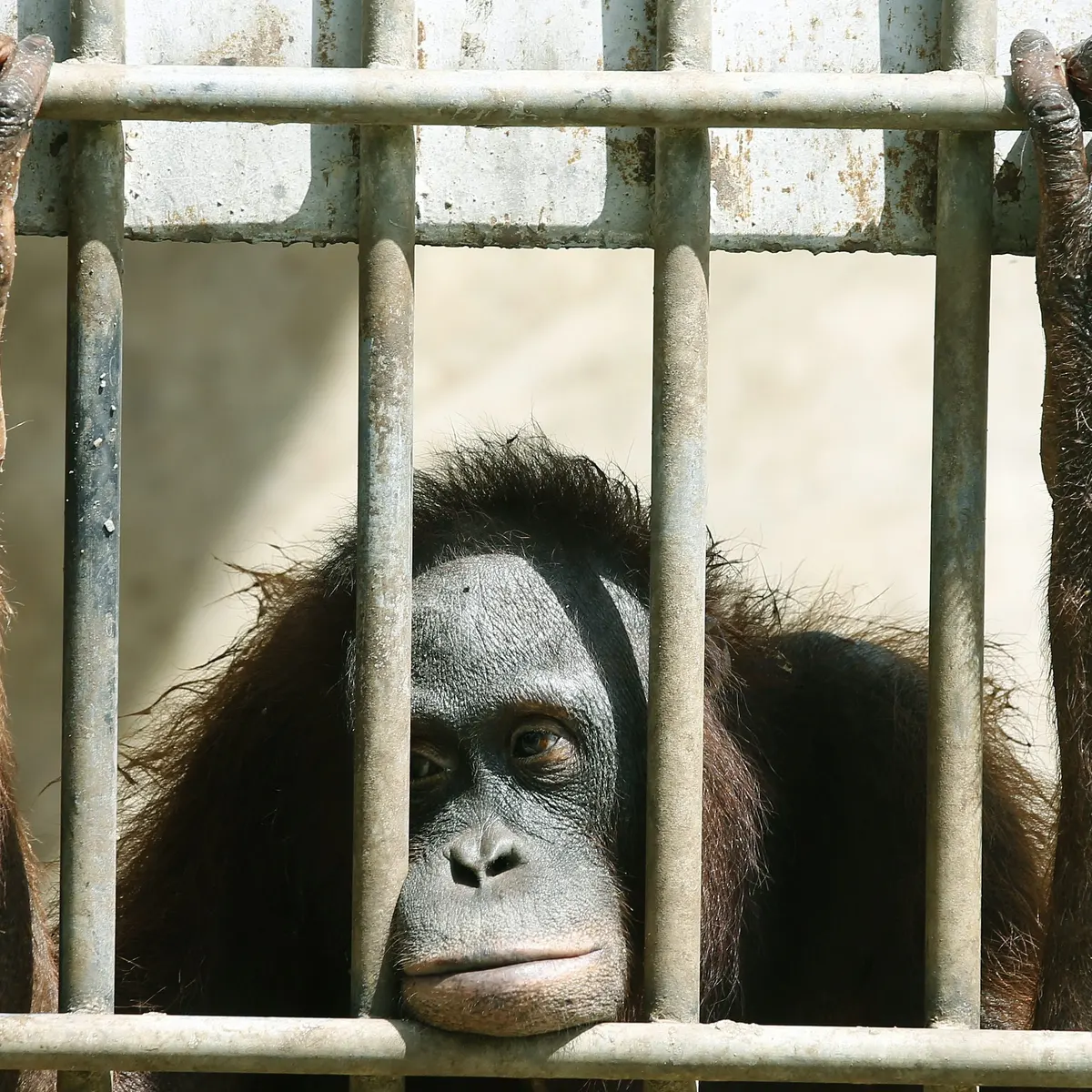 Should Government Ban Zoos?