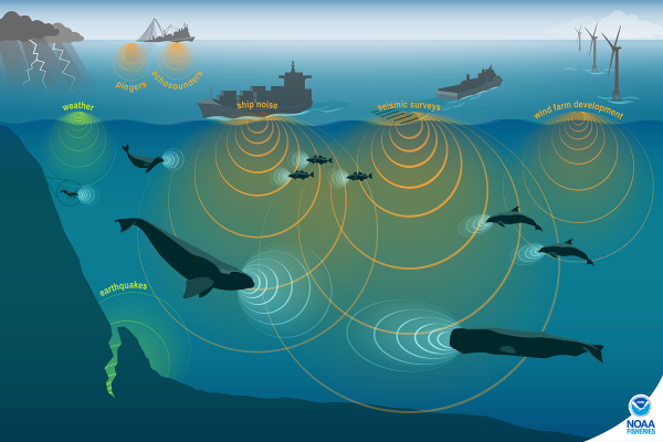 Noise Pollution in Our Oceans