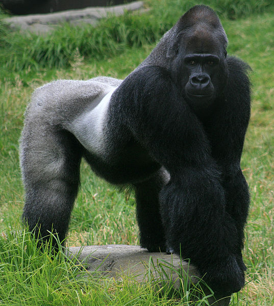 A gorilla in the San Francisco zoo--should it be there? (Brocken Inaglory-public domain)