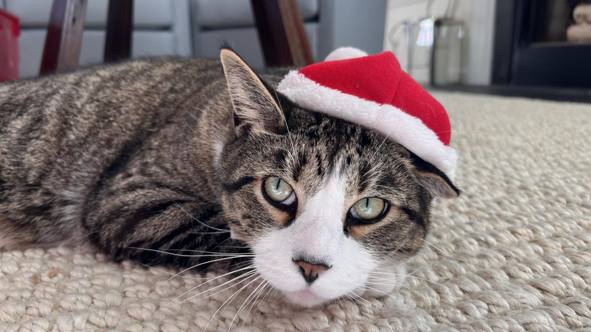 Rocky in a Santa hat