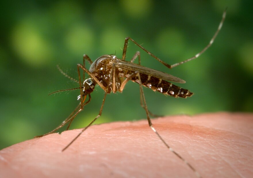 A mosquito up close on a human hand