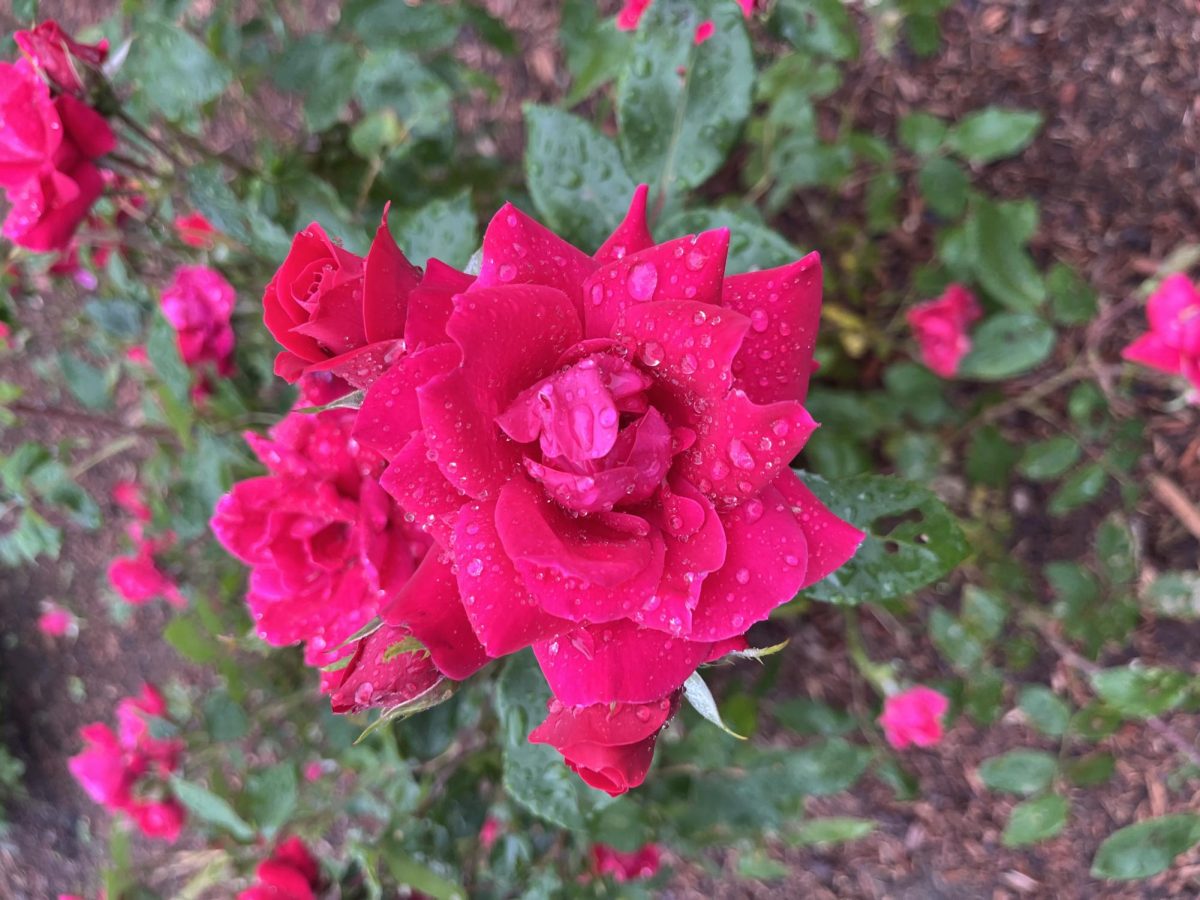 Flowers are beautiful, bright, and bring a lot of attention. 