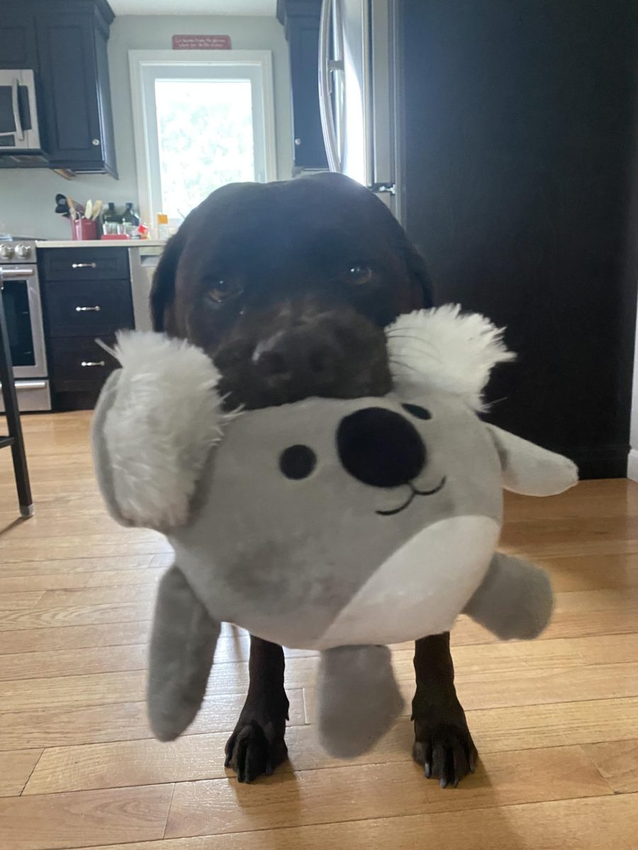 My dog, Carter, has fun playing with his favorite koala toy