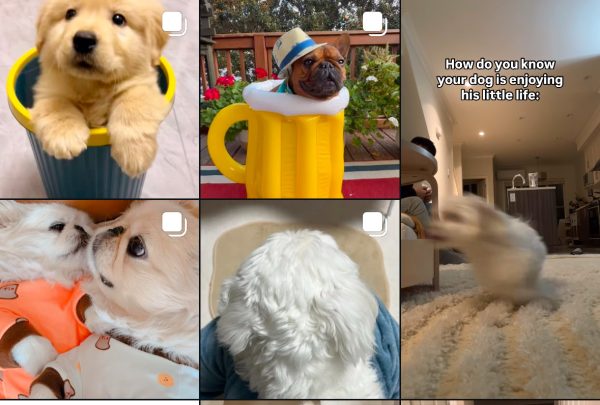 A picture of Instagram feed and how the videos you interact with show up. 
