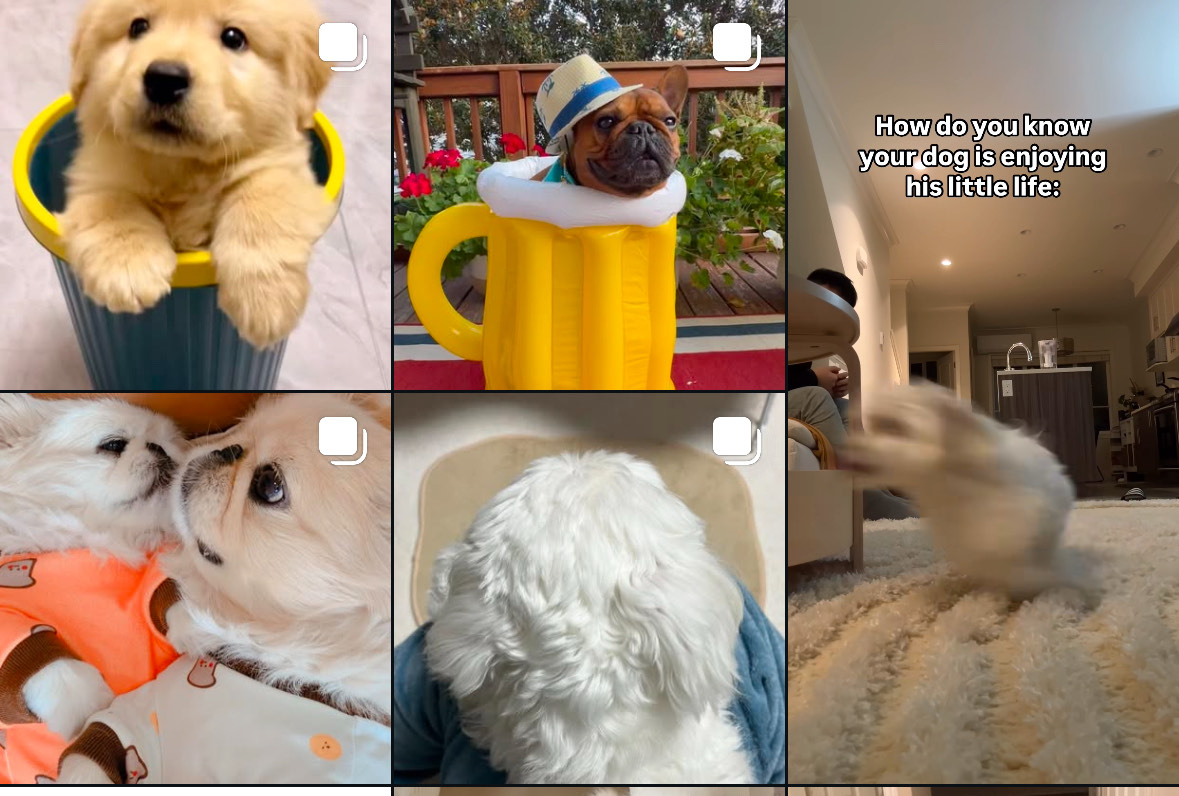 A picture of Instagram feed and how the videos you interact with show up. 
