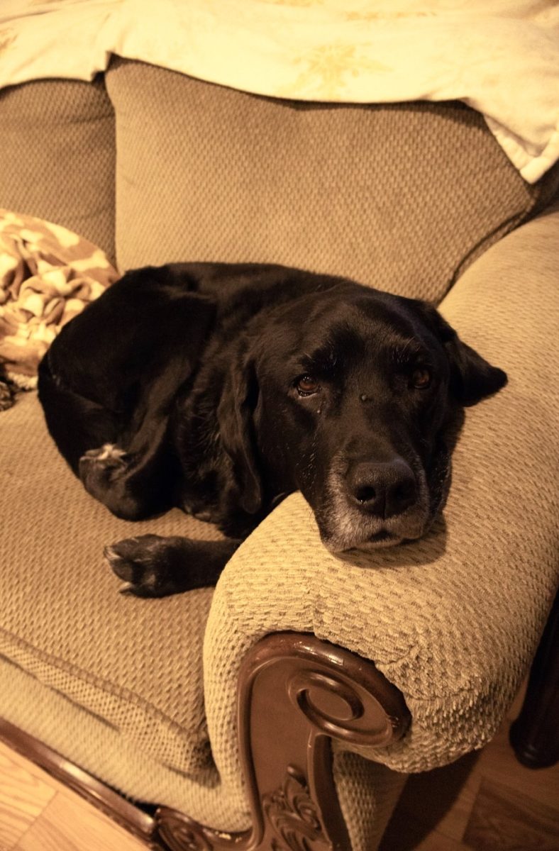 Bruin who is a black lab is peacefully lying on the couch.