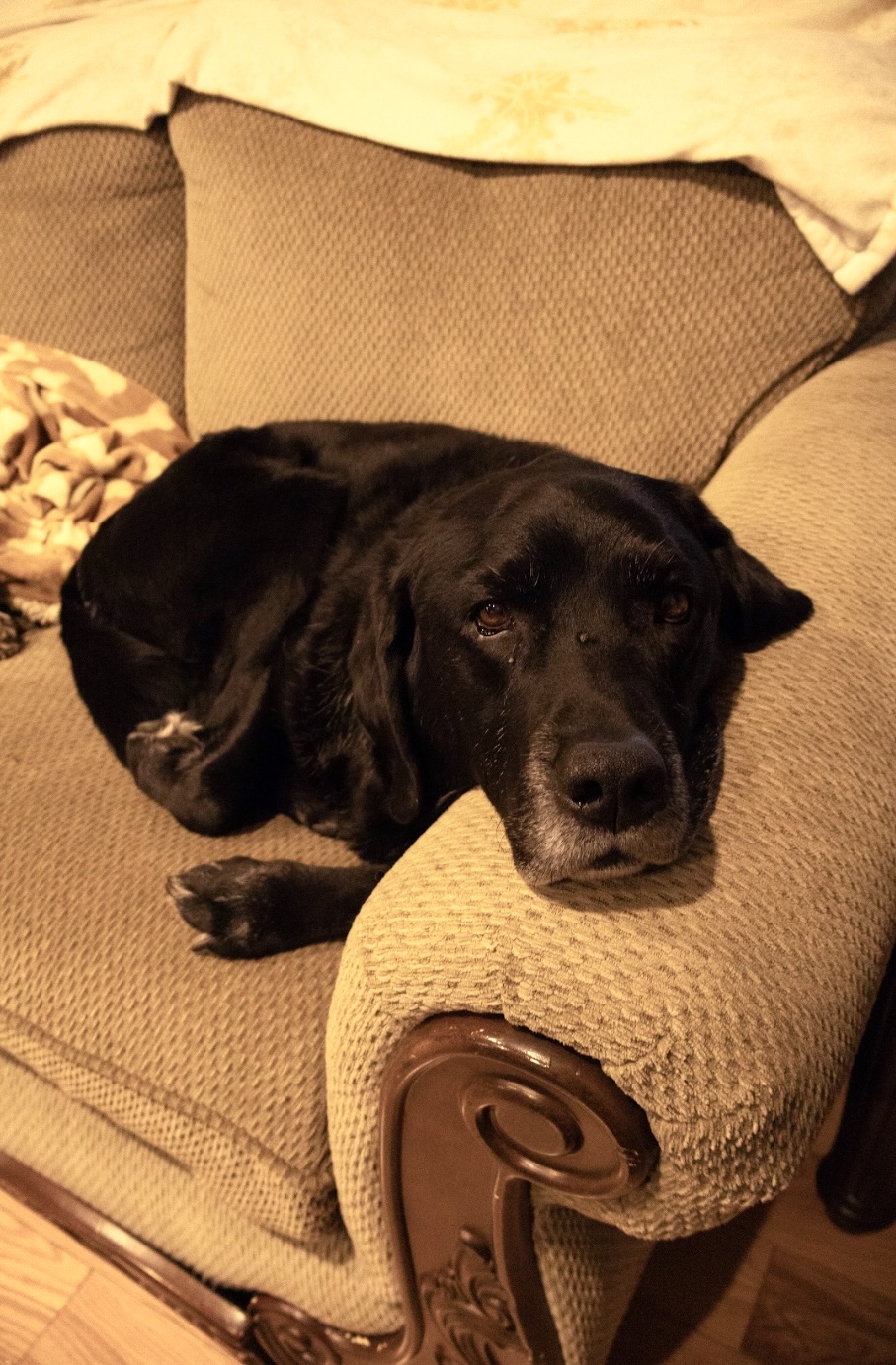 Bruin who is a black lab is peacefully lying on the couch.