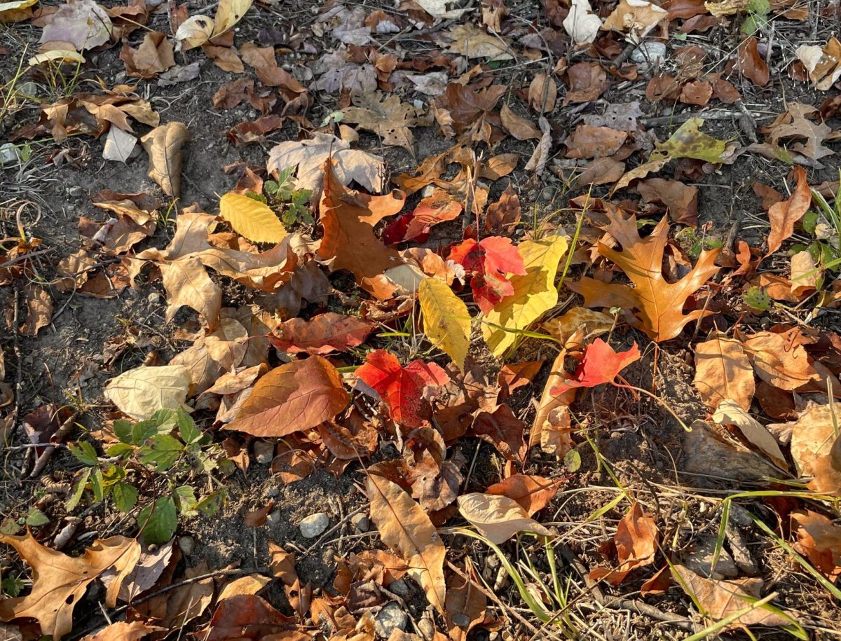 Colorful fall leaves on the ground in October of 2024. (Emma Fiore)