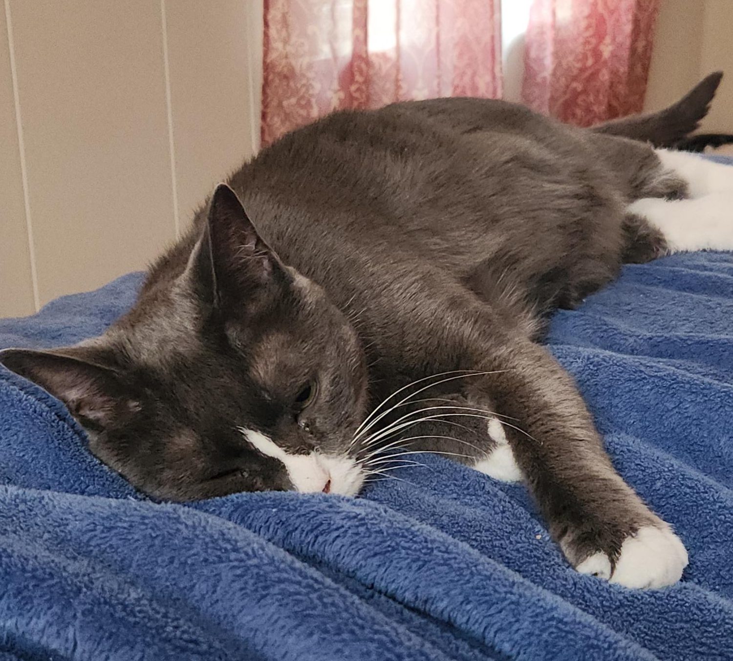 Dear America: You need a household pet