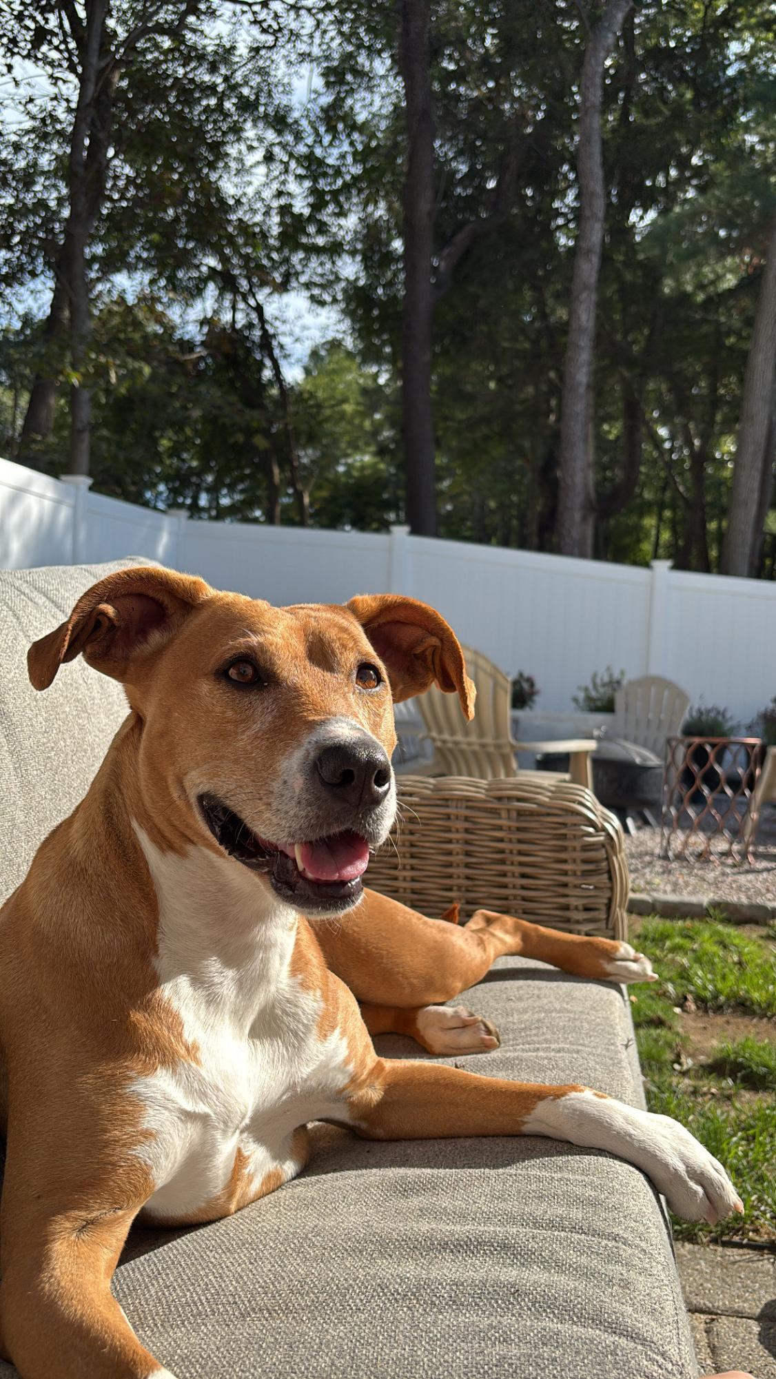 Dear America: You need a household pet
