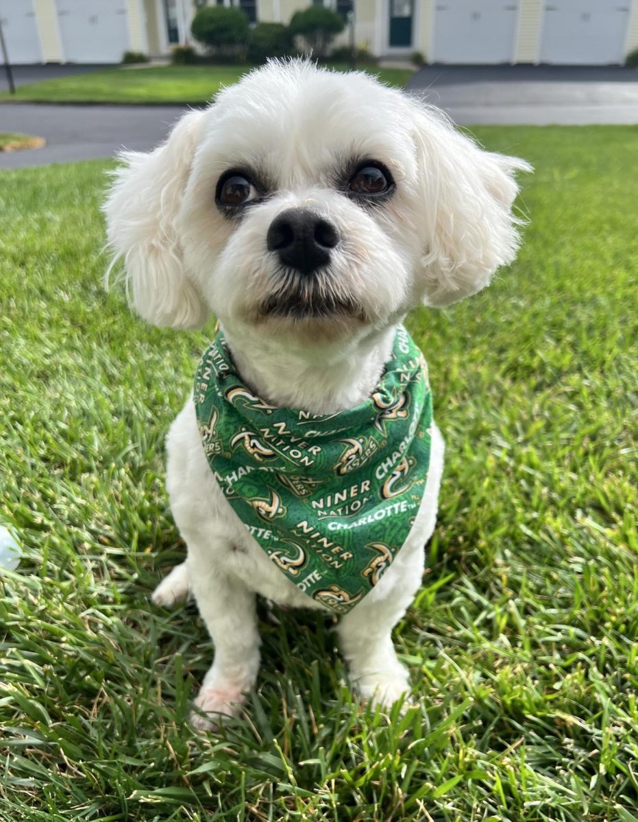 Teddy, Mrs. Farmer's dog, reps Niner Nation with pride and a fresh haircut.