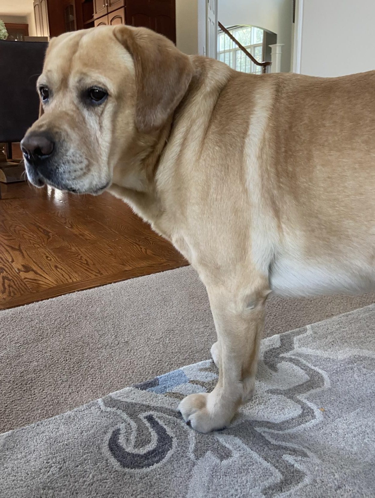 Dear America: You need a household pet