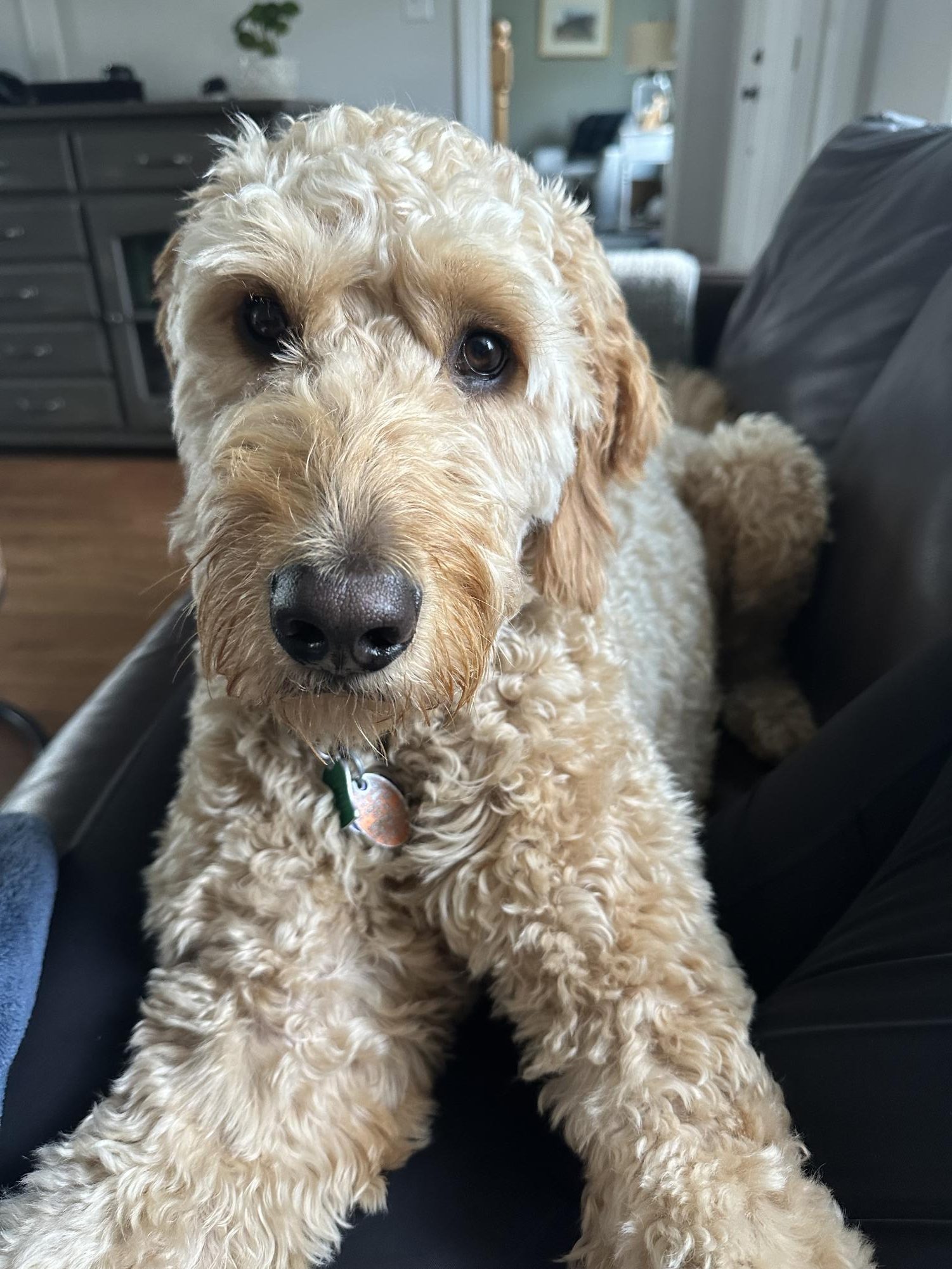 Dear America: You need a household pet