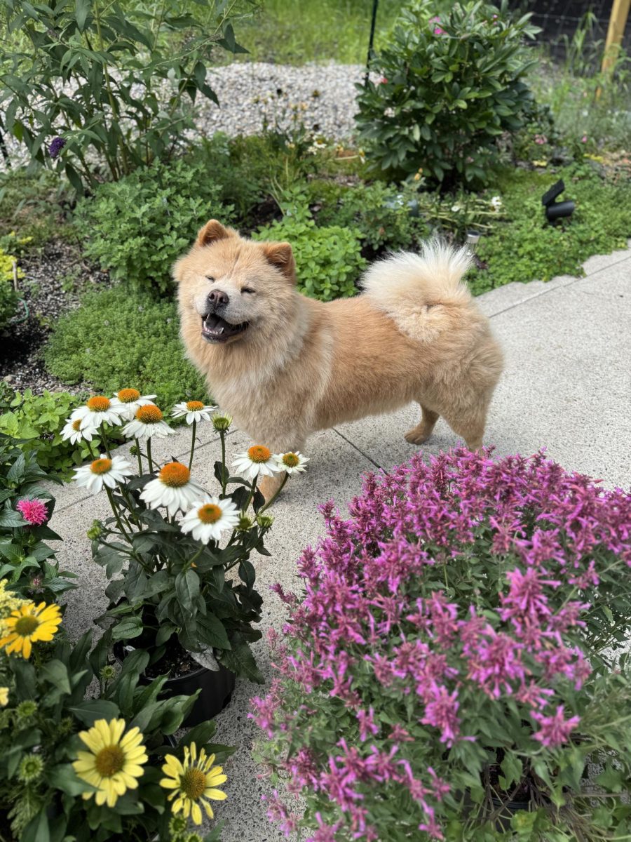 Luna Silva, Evan's other dog, loves going for scenic walks.