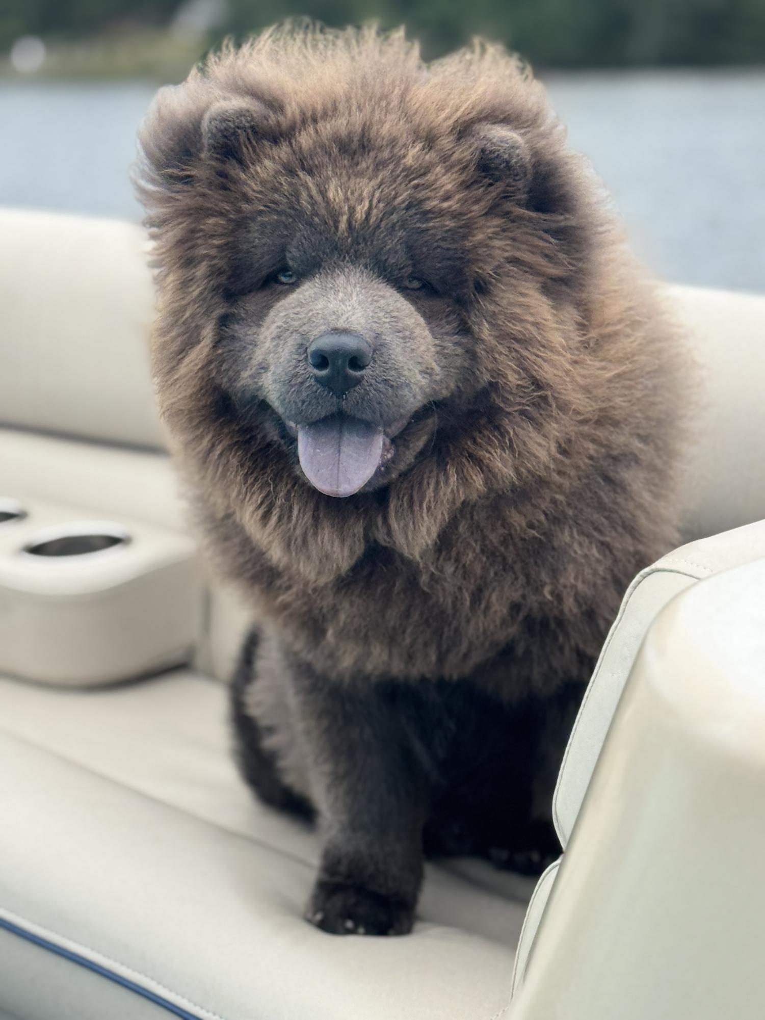 Dear America: You need a household pet