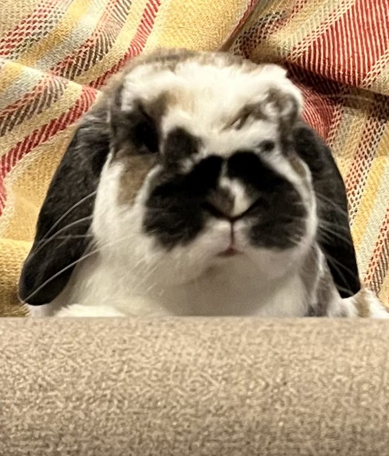 Dear America: You need a household pet