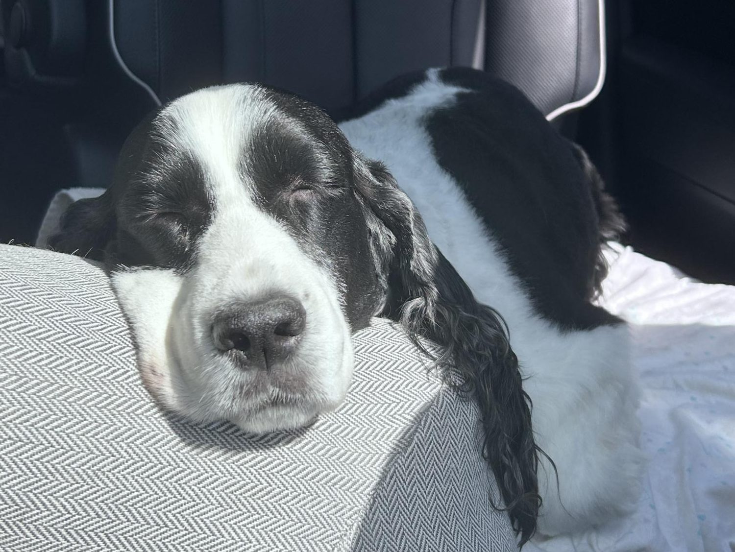 Dear America: You need a household pet