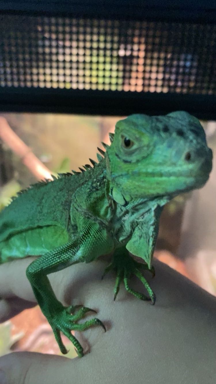 Dear America: You need a household pet