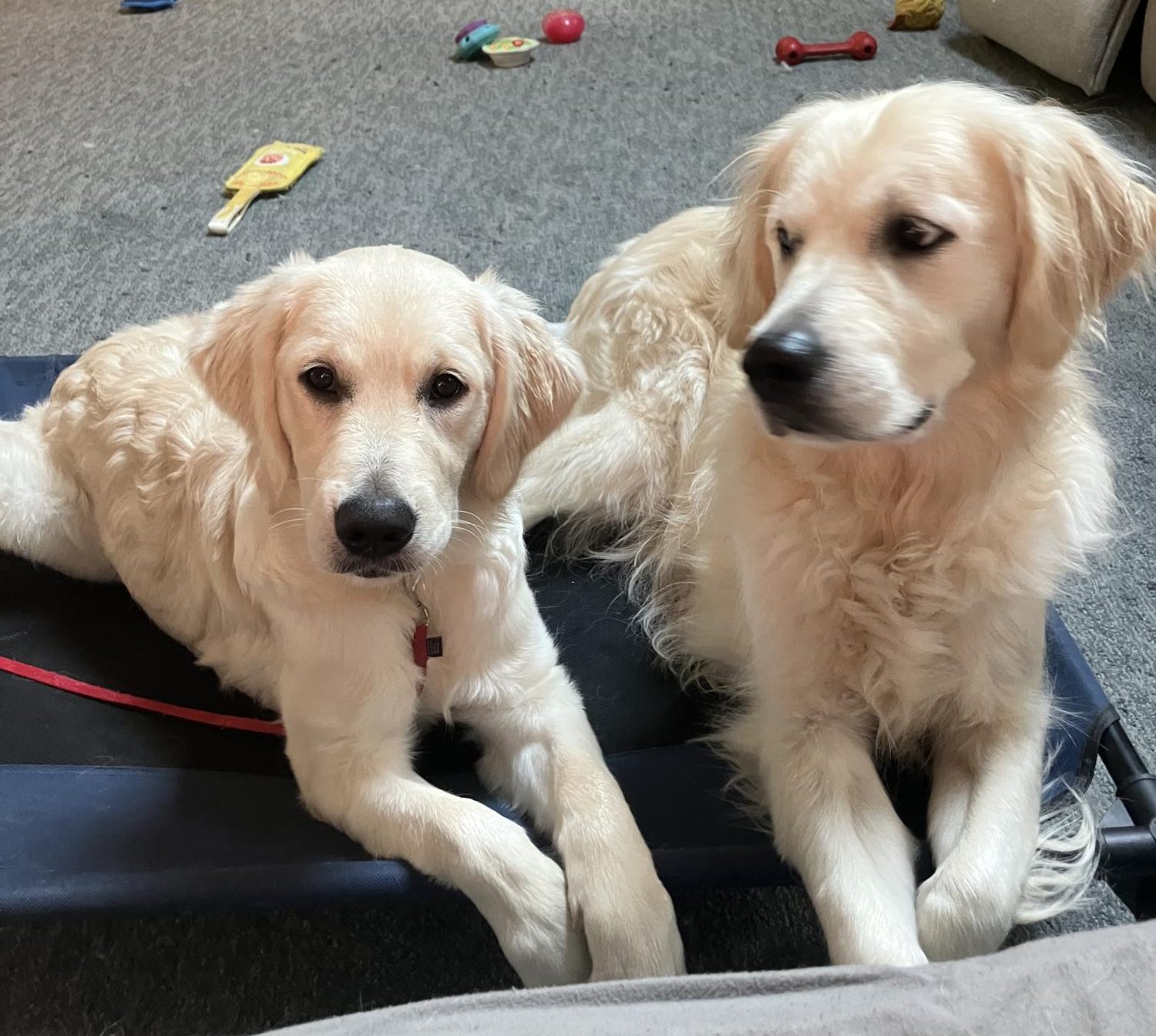 Dear America: You need a household pet