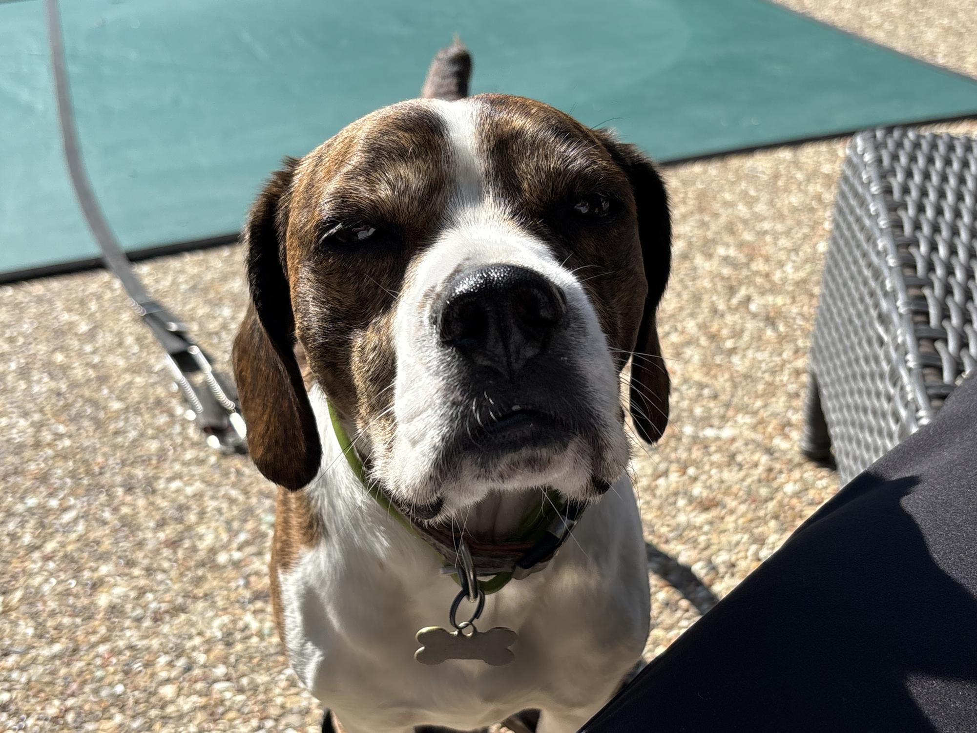 Dear America: You need a household pet