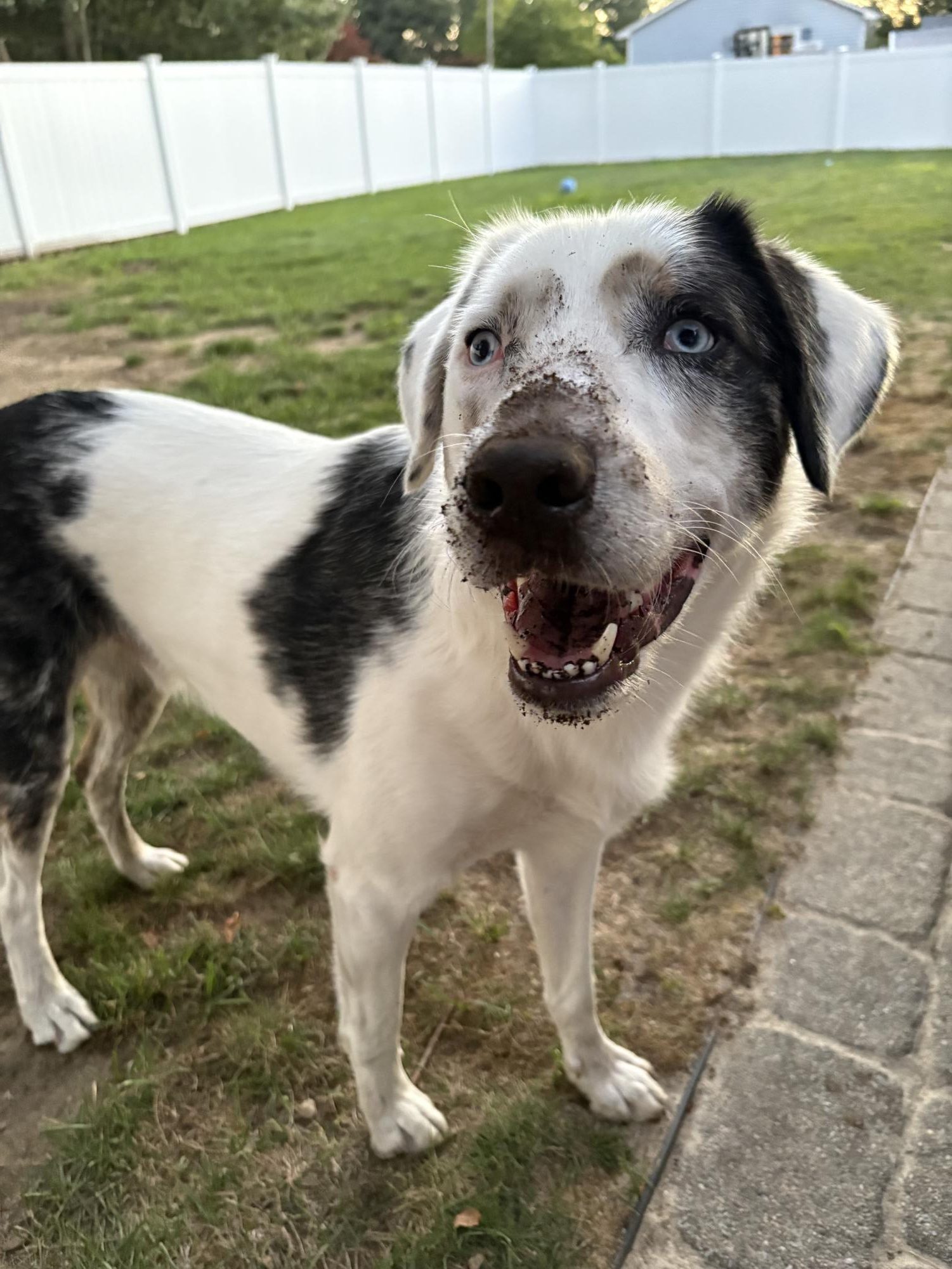Dear America: You need a household pet