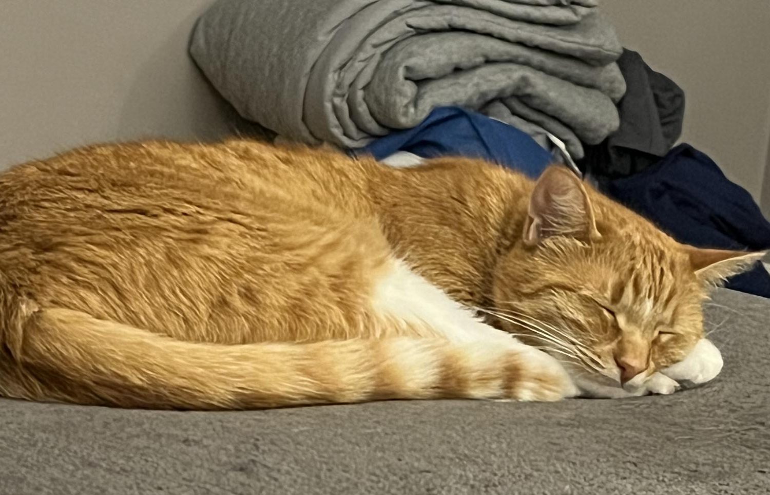 Dear America: You need a household pet