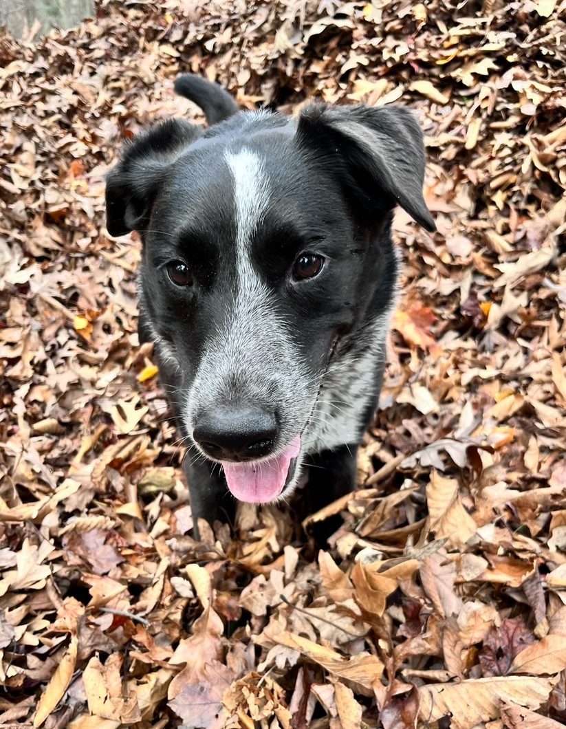 Dear America: You need a household pet