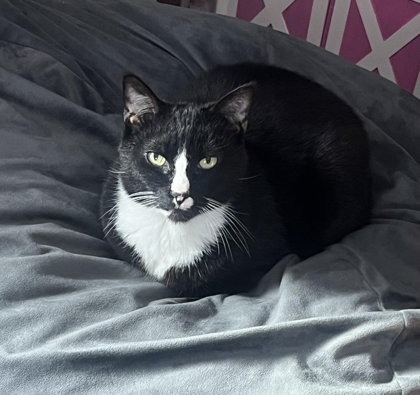 Dear America: You need a household pet