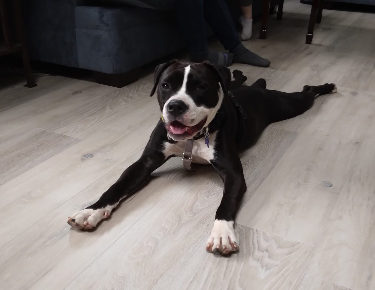 Pebbles, the constant follower of Mr. Loss, is always ready for fun...and food.