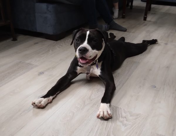 Pebbles, the constant follower of Mr. Loss, is always ready for fun...and food.