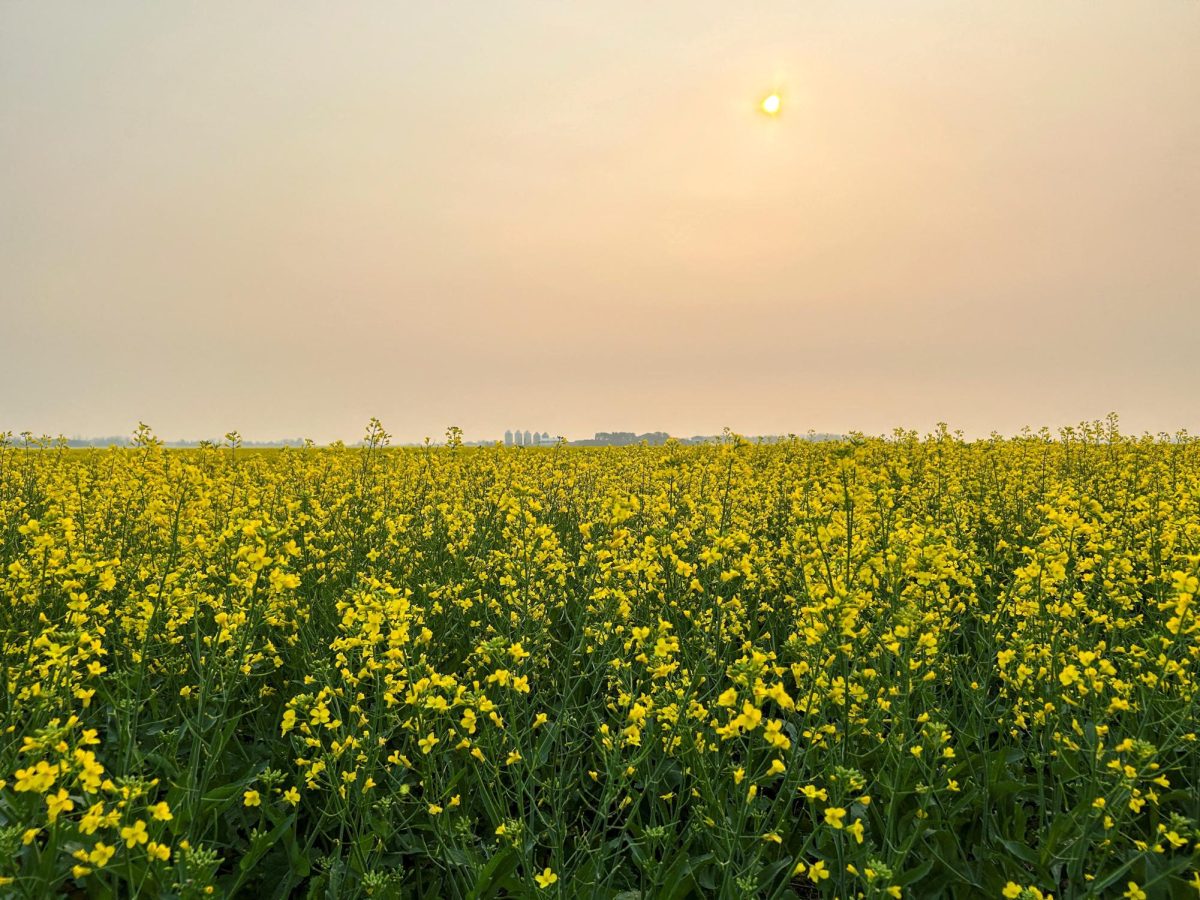 A flowering canola crop grows in the Canadian prairies, with smoky air from forest fires to the north obscuring the morning sun, in Saskatoon, Saskatchewan, Canada, July 14, 2025. REUTERS/Ed White