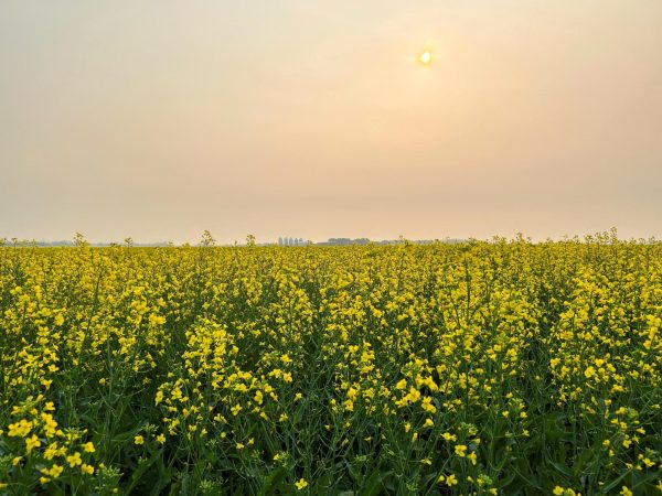 A flowering canola crop grows in the Canadian prairies, with smoky air from forest fires to the north obscuring the morning sun, in Saskatoon, Saskatchewan, Canada, July 14, 2025. REUTERS/Ed White