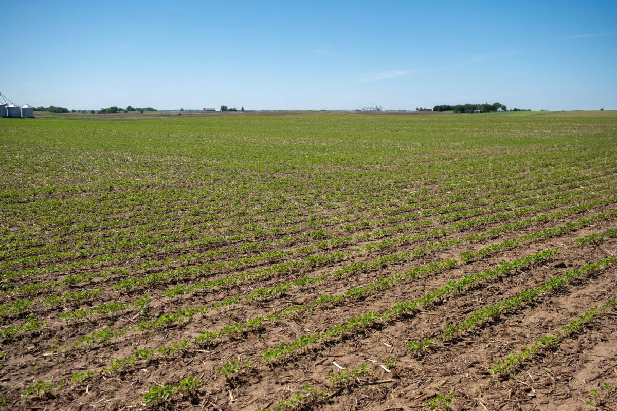 Soybean plants begin to show signs of growth at Mark Tuttle's soy farm in Somonauk, Illinois, U.S., May 30, 2024.  REUTERS/Jim Vondruska
