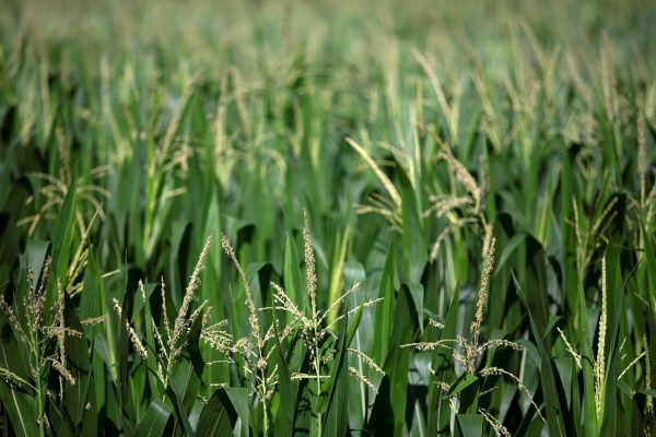 Corn grows in a field outside Wyanet, Illinois, U.S., July 6, 2018.  REUTERS/Daniel Acker