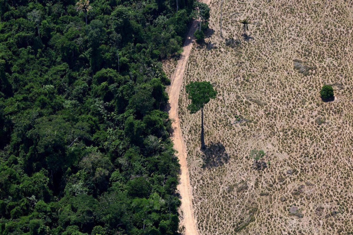 A tree stands at a deforested area in Maraba, Para state, Brazil September 11, 2025. REUTERS/Amanda Perobelli