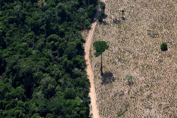 A tree stands at a deforested area in Maraba, Para state, Brazil September 11, 2025. REUTERS/Amanda Perobelli