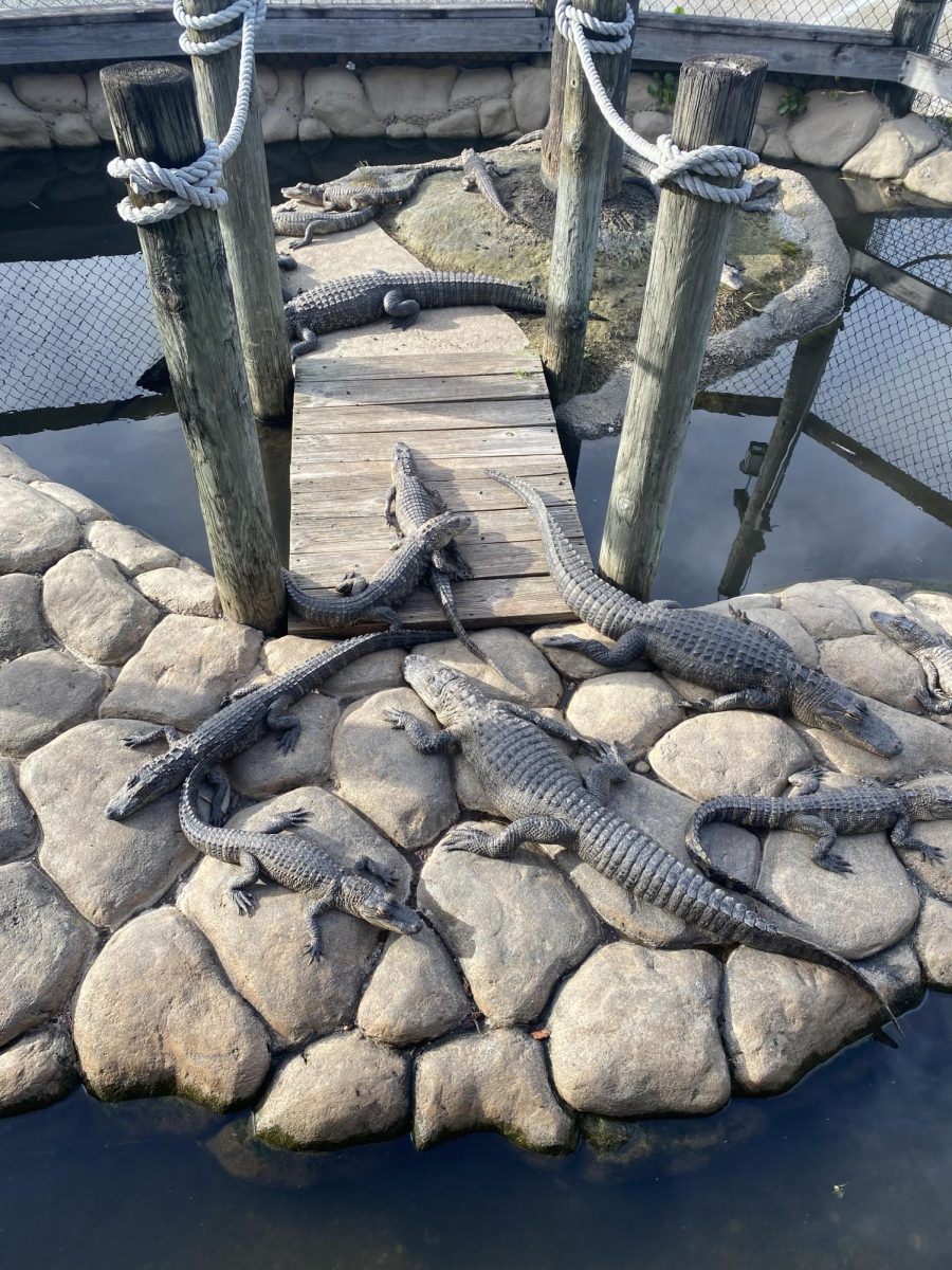 Alligators in Florida soak up the sun at Lost Caverns Adventure Golf.